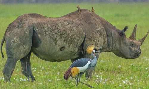 NGORONGORO & ZANZIBAR ROUTE